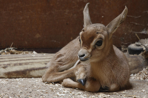 Addax: An Endangered Species from the Sahara - Baby Animal Zoo