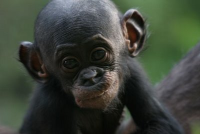 [Image: baby-bonobo2.jpg]