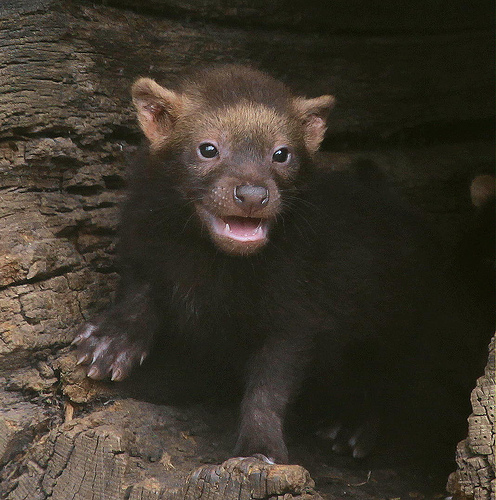 Bush Dogs: A Cute Canid That Loves The Water | Baby Animal Zoo