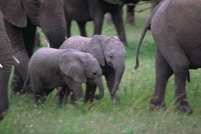 Baby Elephant  on Baby Elephant3
