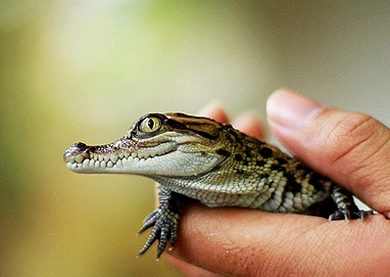 Nearly 400 Endangered Baby Crocodiles Saved from Becoming Purses in China