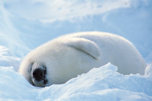 blissfully-cute-baby-animals-baby-seal.jpg
