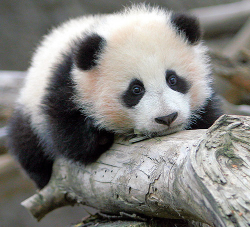 Baby Panda Nap Time - Baby Animal Zoo