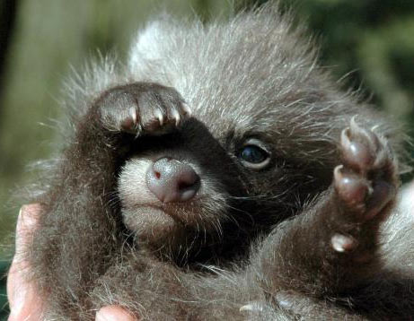 http://babyanimalzoo.com/wp-content/uploads/2011/09/raccoon-dog-baby.jpg