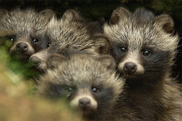 raccoon-dog-puppies.jpg