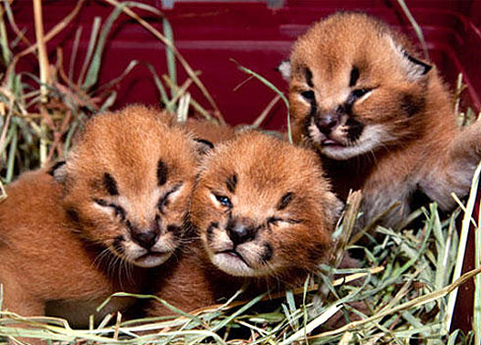 Mini - Ausgabe“ vom CARACAL!  Baby animals, Cute baby animals