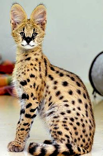 Slender, Spotted, Big-Eared African Cat 