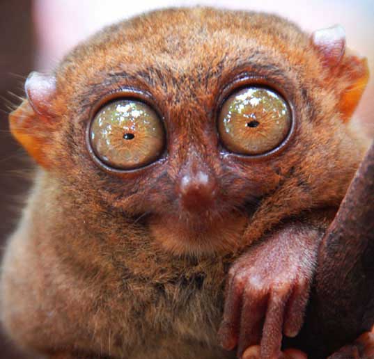 Gremlin or Tasier? Tiny, Big-Eyed Primate | Baby Animal Zoo