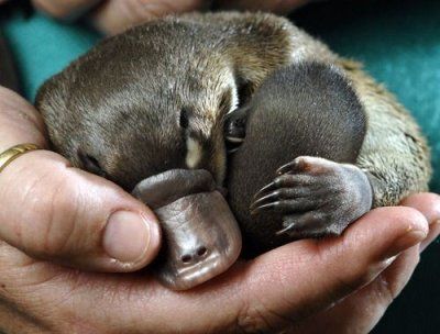 Baby  Sleeping on Baby Platypus Sleeping