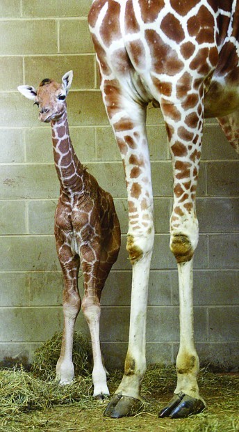 Giraffes: The World’s Tallest…And One Of Its Cutest | Baby Animal Zoo