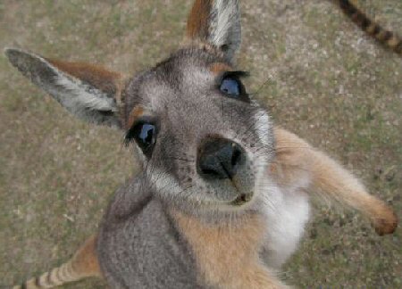 Cute Baby Photo on Keep Their Babies In Pouches Cute Baby Kangaroo     Baby Animal Zoo