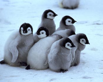 http://babyanimalzoo.com/wp-content/uploads/2011/10/cute-baby-penguin-pack.jpg