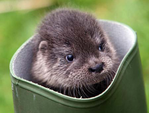 otters cute