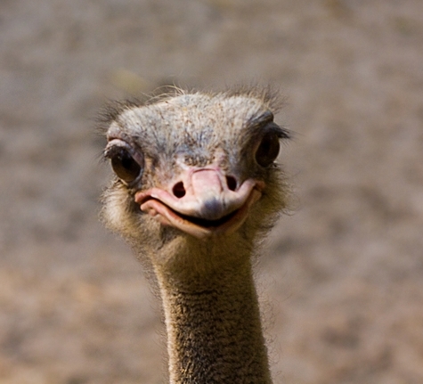 Baby Ostriches: Even The Largest Birds Start Out As Little ...