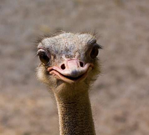 baby ostriches attacks