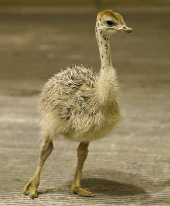 Baby Ostriches: Even The Largest Birds Start Out As Little ...