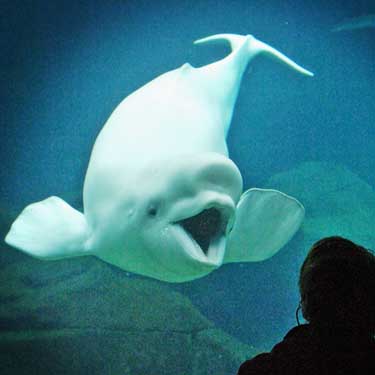 Beluga Whale Image