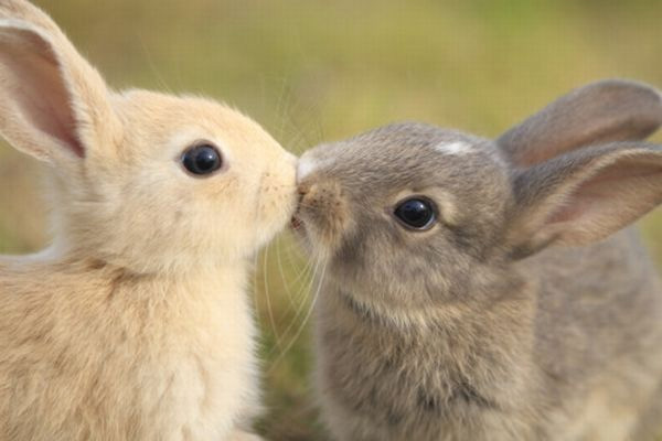 Bunny Rabbits: One of Nature’s Cutest and Cuddliest | Baby Animal Zoo