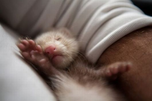 tiny ferret