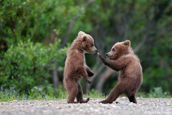 Grizzly Bears Baby Animal Zoo