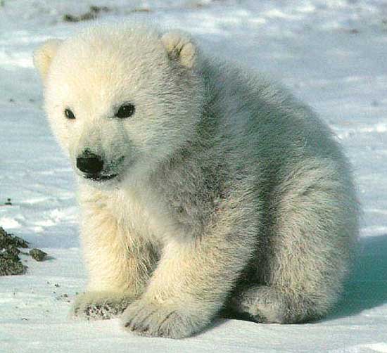 fluffy polar bear