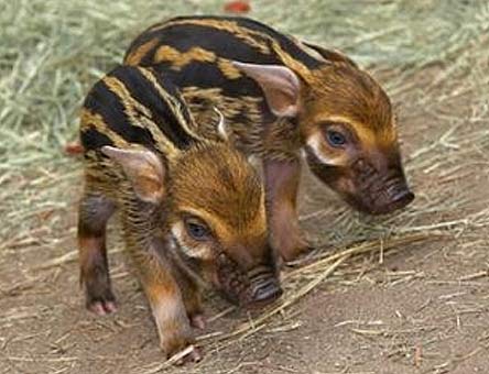 Red River Hog Piglets Baby Animal Zoo