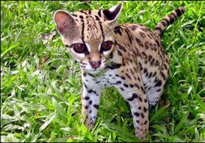 cute baby ocelots