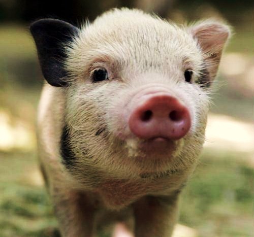 Piglets Are As Cute As You Thought They Were But Far More Interesting