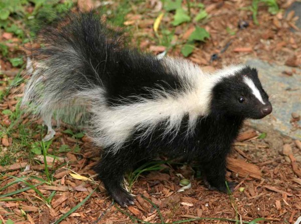 cute baby skunk