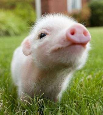 A Baby Pig