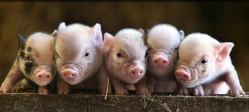 Baby Pigs Pictures on Cute Baby Pigs Jpg Baby 20pigs 20498x225