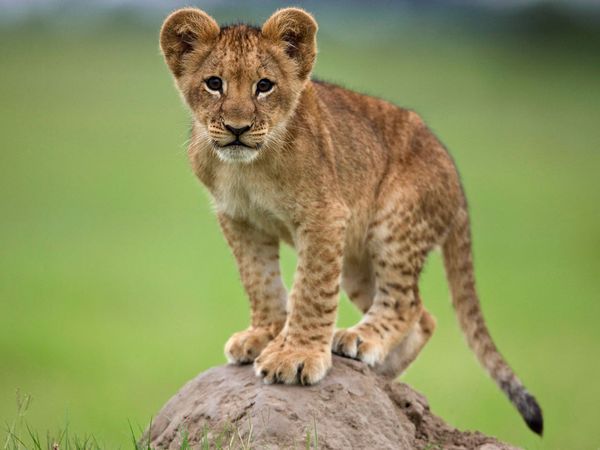 lion-cub-cute.jpg