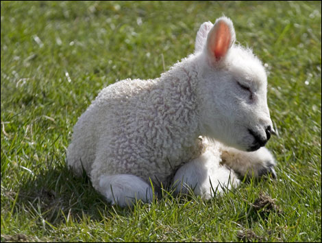 Photos Lambs