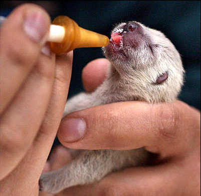 Baby Wolverine Pictures