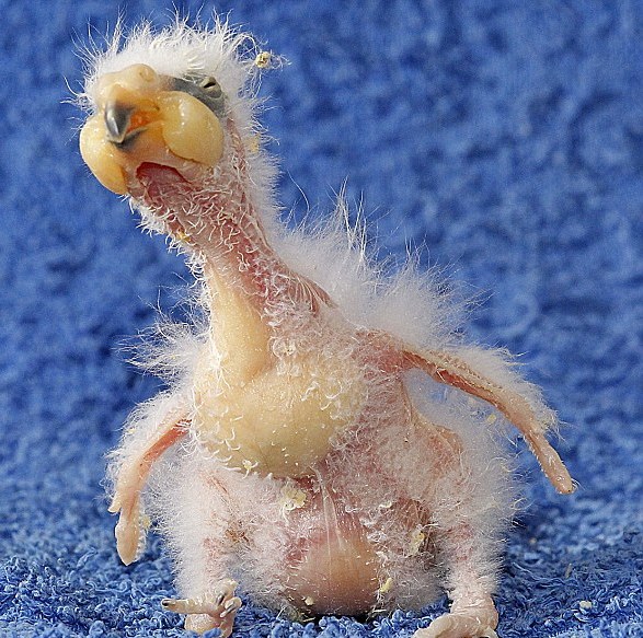 Nelson The Ugly Parrot Is Kind Of Adorable Baby Animal Zoo