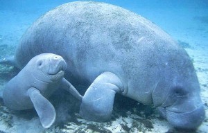 baby-manatee-and-mom Cute baby manatee goes for a swim with mom!