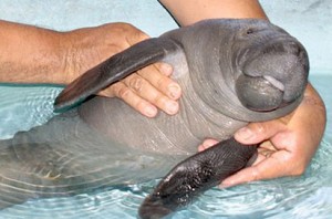 baby-manatee-hug