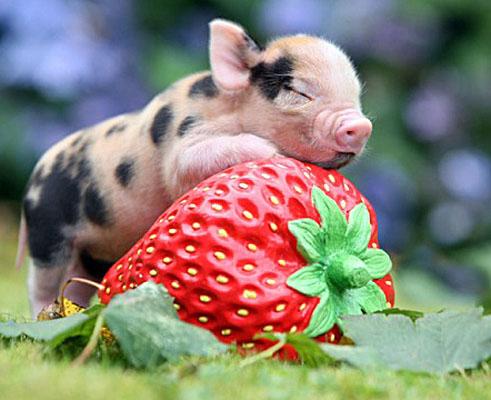 cute baby piglet