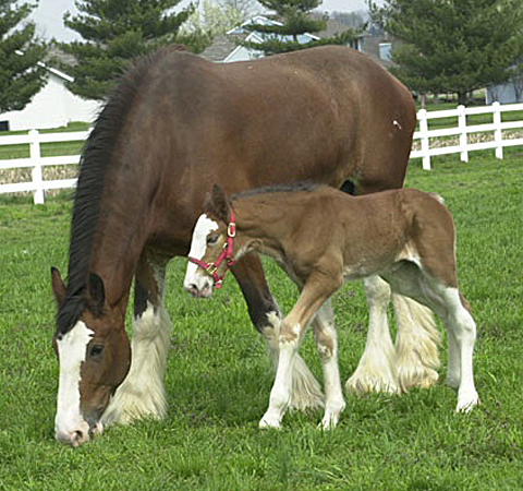 Baby Horse Pictures on Baby Horses You   Ll See All Day  Foal Cute Baby Horse     Baby Animal
