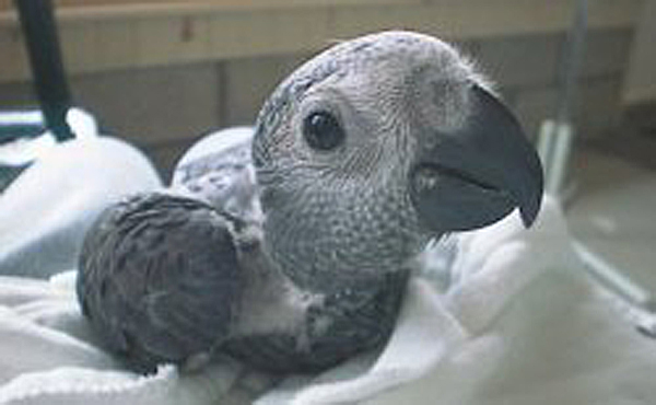 African deals parrot baby