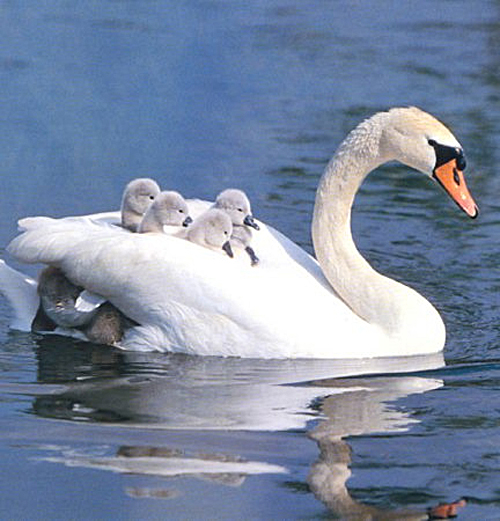 swans-on-mamas-back