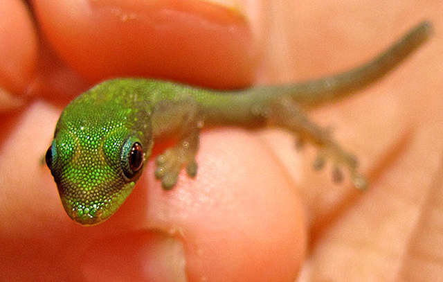 cute green gecko