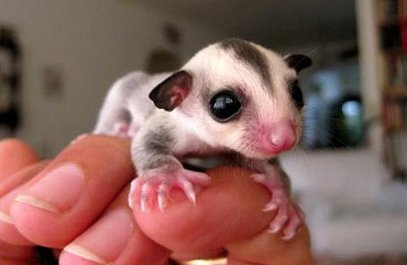 baby sugar gliders