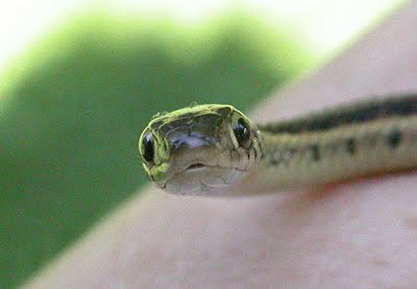 Baby snake tiny 9 Snakes