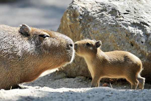 Baby Capybara Parental Care