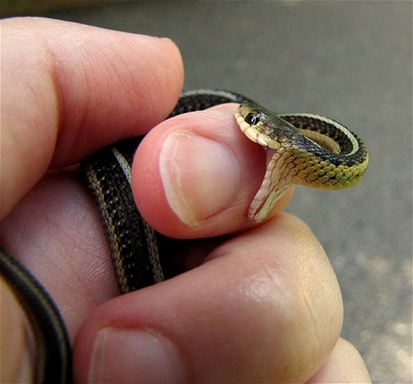 i-bite-u-said-the-snake.jpg