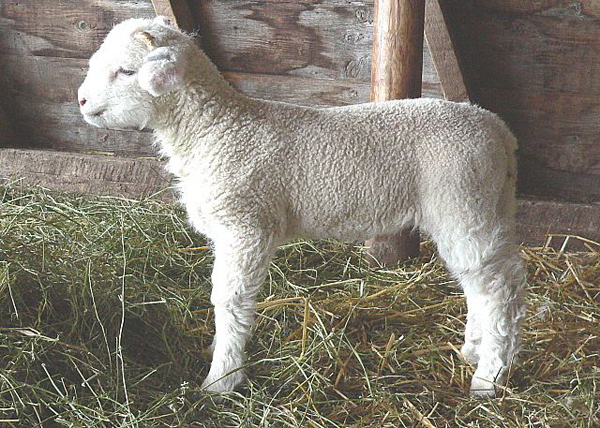 Baby Rams are Lambs Too! - Baby Animal Zoo