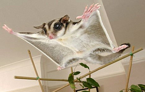 Baby Sugar Glider Pictures on Baby Sugar Gliders Sugar Glider Possum 1sfw     Baby Animal Zoo