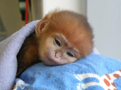 Francois Langur Funny Name Cute Monkey Baby Animal Zoo