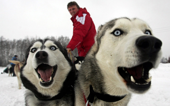 Two happy huskies smiling for the camera